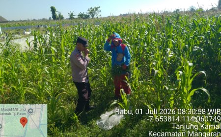 Polsek Mangaran Dukung Asta Cita Presiden, Bhabinkamtibmas Dampingi Petani Jagung Perkuat Ketahanan Pangan