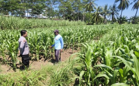 SAMBANG PETANI JAGUNG, POLSEK ARJASA GAUNGKAN PROGRAM ASTA CITA PRESIDEN