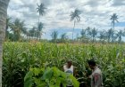 Sambang Petani Jagung, Untuk Mendukung Astacita