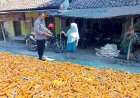 POLSEK Banyuputih Dukung Astacita Melalui Sambang Petani Jagung