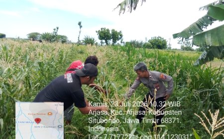 Dukung Asta Cita Presiden, Polsek Arjasa Sambangi Petani Jagung
