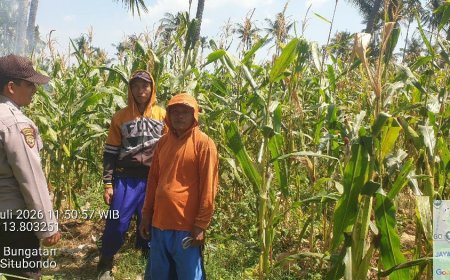 Polmas POLSEK Bungatan Ajak Petani Terus Tanam Jagung Dukung Program Asta Cita Presiden