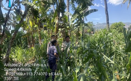 Polsek Mlandingan Intensifkan Pendampingan Petani Jagung untuk Mendukung Program Asta Cita Presiden di Sumber Pinang