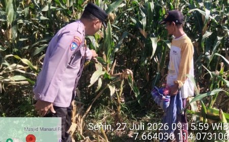 Polsek Mangaran Intensif Dampingi Petani Jagung, Wujudkan Asta Cita Presiden di Bidang Ketahanan Pangan
